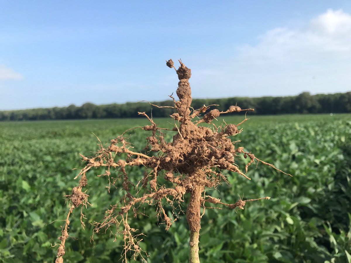 travisfaske's tweet photo. Field Performance of Selected Soybean Varieties in a Southern Root-knot Nematode Infested Field https://t.co/Ed3tVDJz10

Good information for those dealing with rkn in the mid south. https://t.co/3TcwbQiy1C