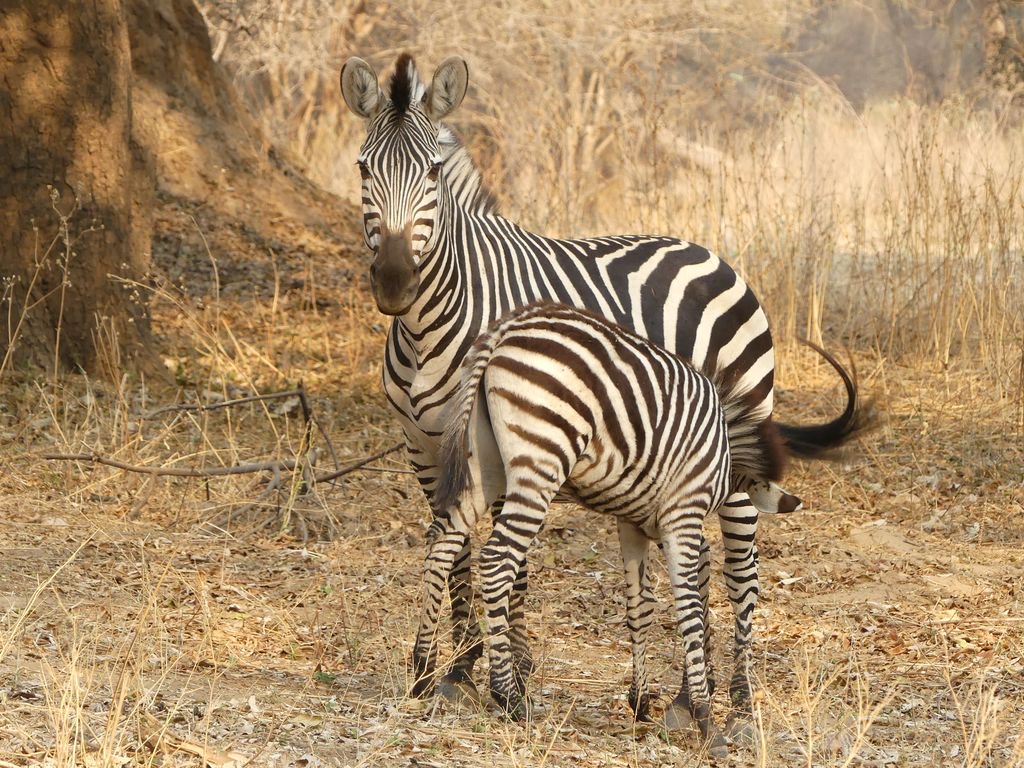 Elizabeth Willoughby tweet media