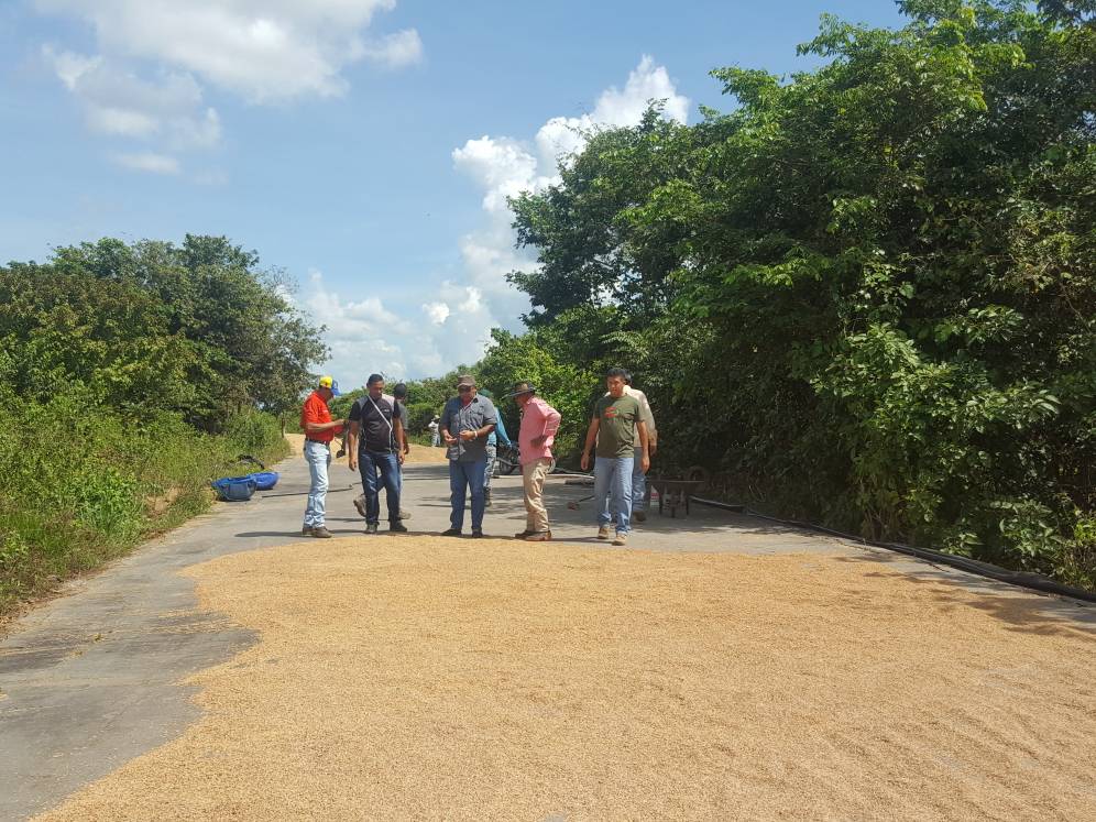 EnmitaPsuv's tweet photo. Nuestro Municipio aportando a la soberanía alimentaria, hoy Cosechando 40 ton. De arroz  y nuestro alcalde @SolfredissPSUV Supervisando el proceso de secado artesanal.  #EnRomuloGallegosGanaSolfredis  #OctavaEstrellaBicentenaria https://t.co/Wt6QryADNo