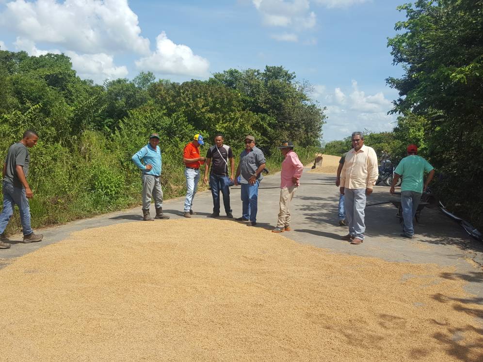 EnmitaPsuv's tweet photo. Nuestro Municipio aportando a la soberanía alimentaria, hoy Cosechando 40 ton. De arroz  y nuestro alcalde @SolfredissPSUV Supervisando el proceso de secado artesanal.  #EnRomuloGallegosGanaSolfredis  #OctavaEstrellaBicentenaria https://t.co/Wt6QryADNo