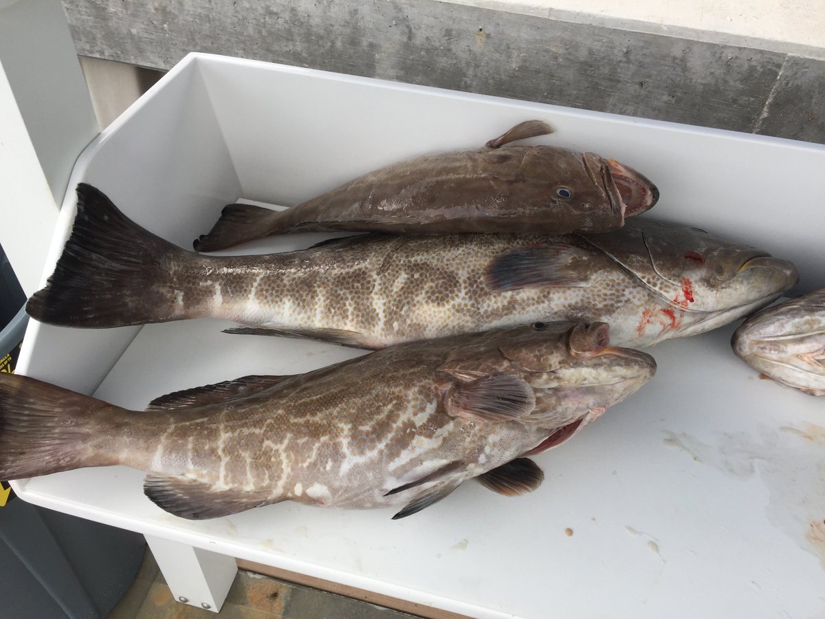 NewLatt Sportfishing tweet media