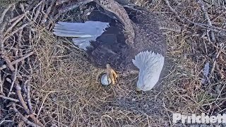 evagriffin10's tweet photo. I don't know who was more excited, the kids or me! Egg 1 was laid at 3:24 pm 11/19/17 Let the watching begin! We ❤️ @SWFLEagleCAM #5thGrFun @ColtCoach1 https://t.co/L8cw5IELOk