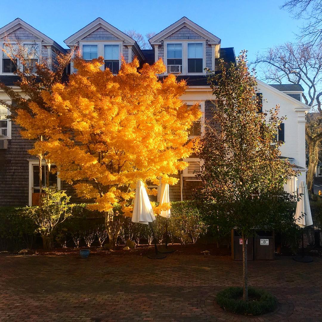 RobertsCollectn's tweet photo. #Nantucket — the gold standard of #fall escapes. 🍁 https://t.co/gROoDc7cDG