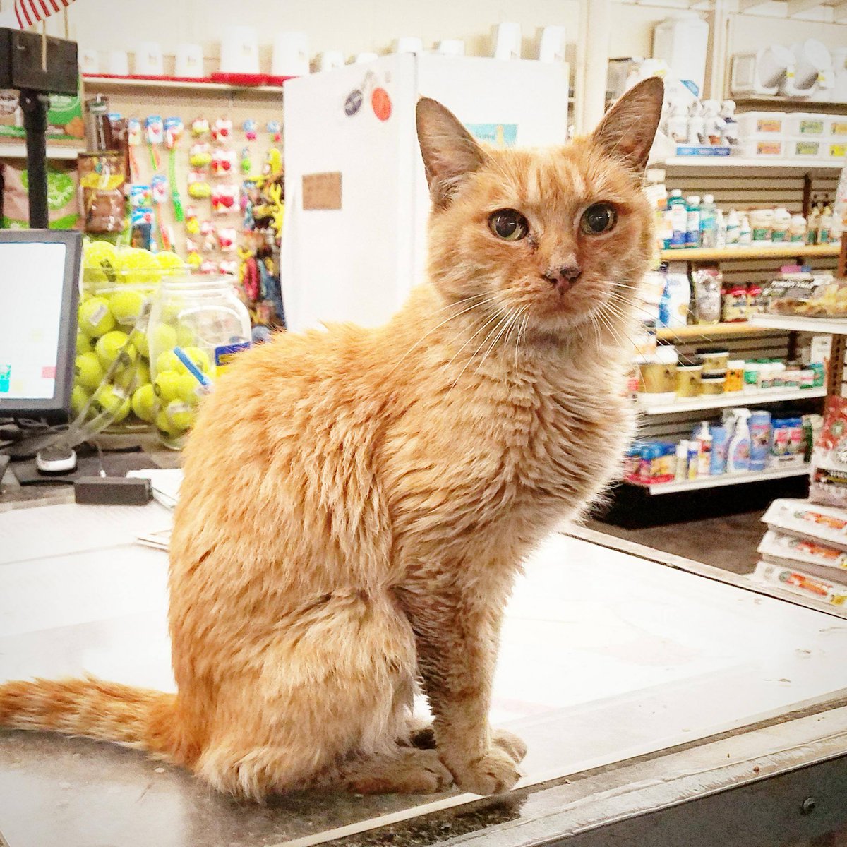 western feed and supply