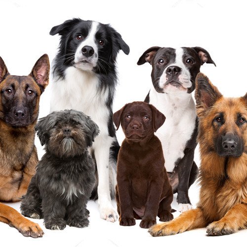 blackwhitepet's tweet photo. Você sabe como calcular a idade de um cachorro? Acesse e calcule agora: https://t.co/H3YgqKuRpY #pets #petsofinstagram #cachorros #lovedogs #vidadecao #petshop #dogscute #bestdogs #AnimaisFantasticos #animais #cachorro #caopanheiro https://t.co/aYd2qyaIFy