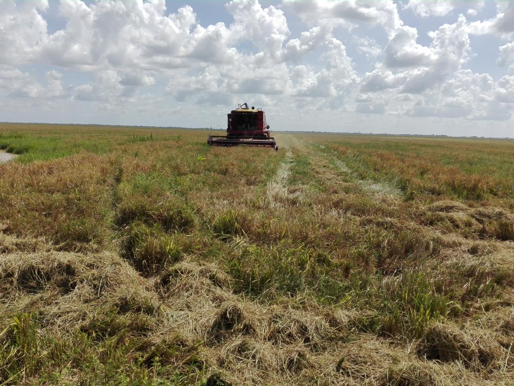 RebolledoFFM's tweet photo. Empresa Socialista AGROFLORA Cosecha mas de 150 toneladas Arroz en las sábanas de Apure Hato Punta de Mata haciendo realidad los sueños del Cmdte Chávez #OctavaEstrellaBicentenaria https://t.co/mEn2O42yq9