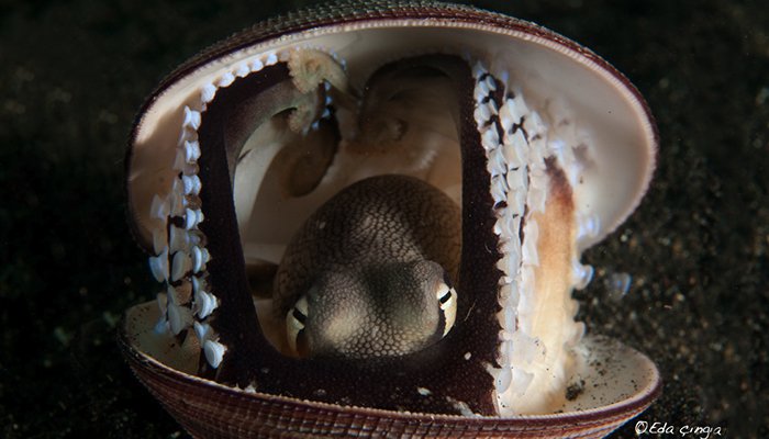 critterslembeh's tweet photo. Naughty Marine Life Behaviour In The Lembeh Strait
check here more detail

https://t.co/AmNMjeCsI4

#Lembeh, #underwaterphotography #Indonesia https://t.co/4FXQS3Lggs