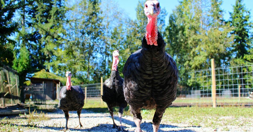 AFoodRevolution's tweet photo. Popular Diestel Turkey Brand Sold at Whole Foods Tests Positive for FDA-Prohibited Drug Residue: https://t.co/rMo1tfe7TH #Thanksgiving #humaneeating https://t.co/mvSmRJECr4