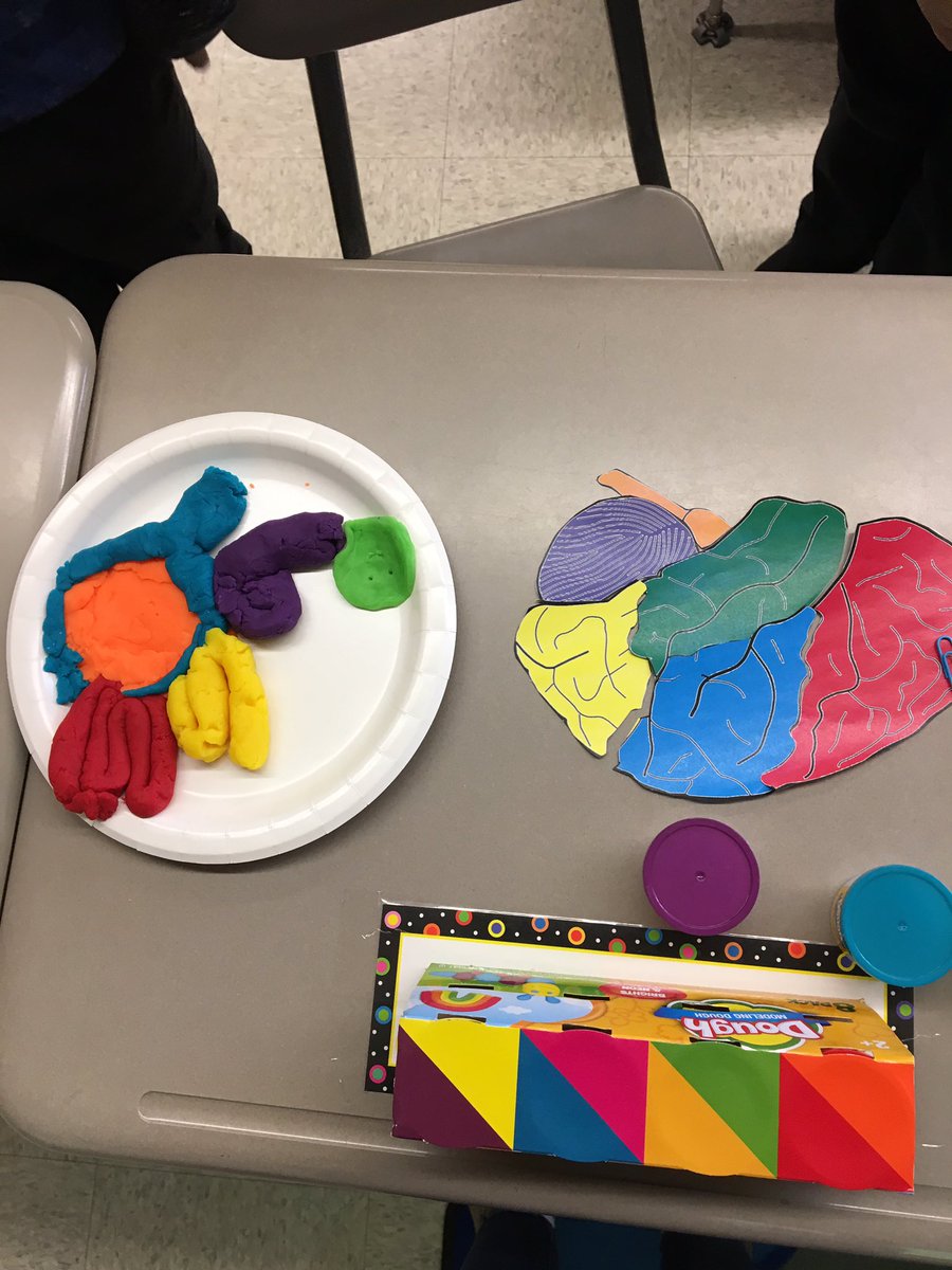 taylorcole57's tweet photo. Great day with our students making play-doh models of #growthmindsetbrains #brainfunctions #rm118 #opcsd #southdavis @marwhitney5 @SouthDavisK5 https://t.co/YnyAU3zjsl