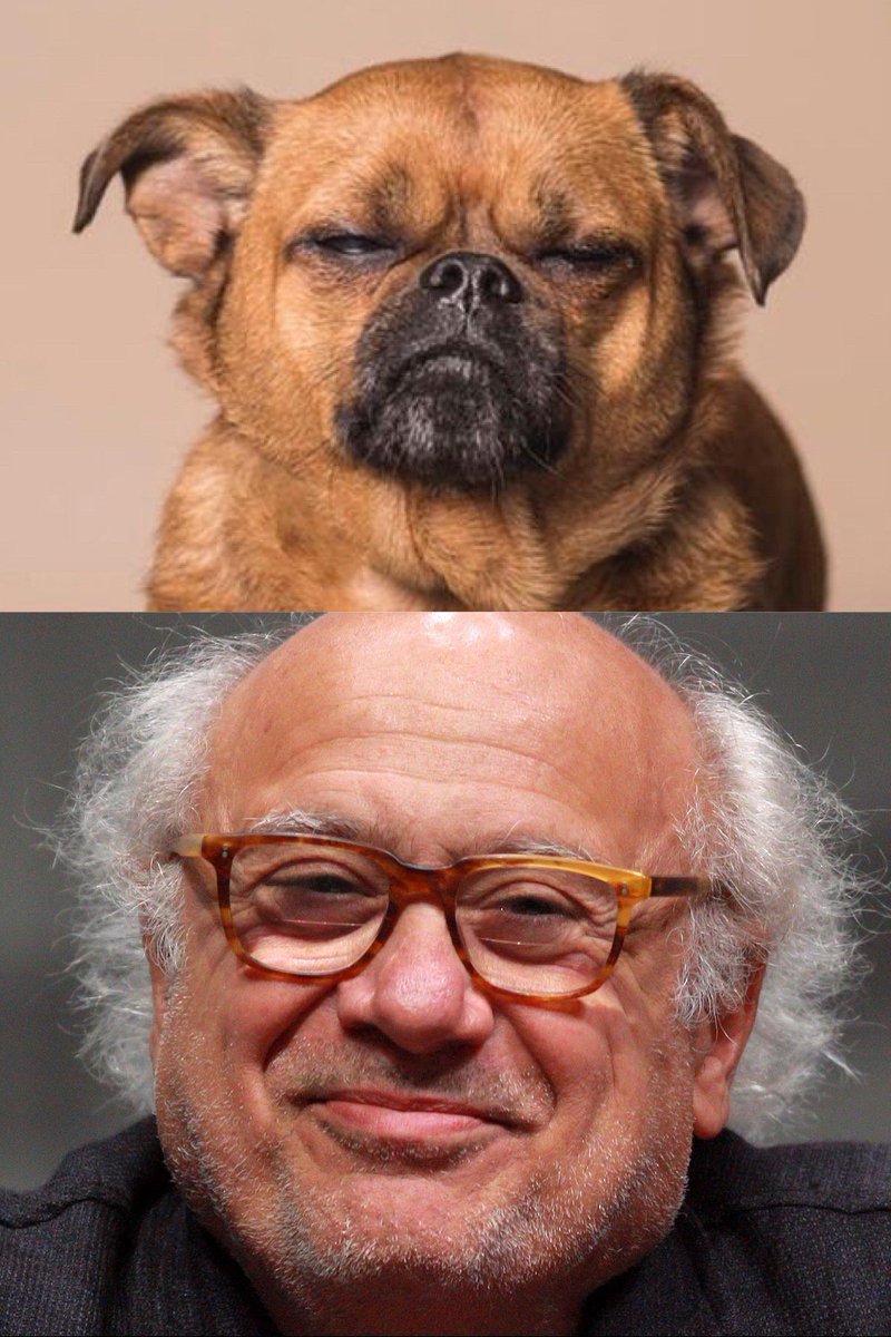 helloitsgracev's tweet photo. Have you ever seen anything more magical than this dog that LOOKS LIKE DANNY DEVITO??? @SophieGamand @DannyDeVito https://t.co/cxb8drzxZb