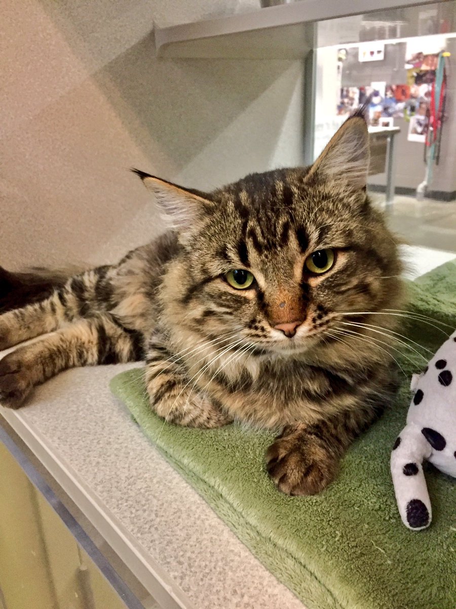 AllySeeney's tweet photo. Tony is a Maine Coon (one of the largest domestic cat breeds). He's looking for his forever family at the @CalgaryHumane Society! #yyc #AdoptDontShop https://t.co/jiCzxwWo6B