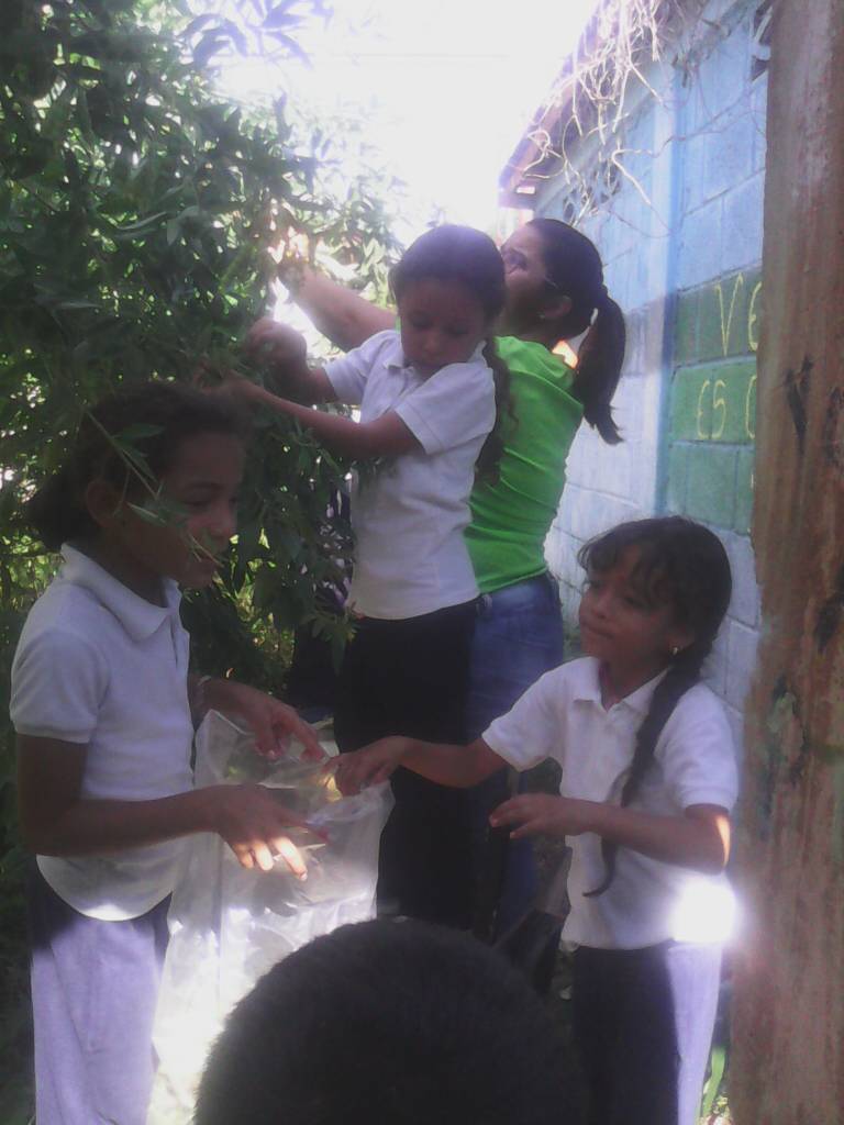 e_maribeli's tweet photo. Recolección de Quinchoncho del Proyecto Socio Productivo que finalizo en julio. E.E.Sabaneta @salasimonplanas @Rafaelsimonchac @Fundabit_Lara1 @NANCYADILE https://t.co/MSLaSnqs46