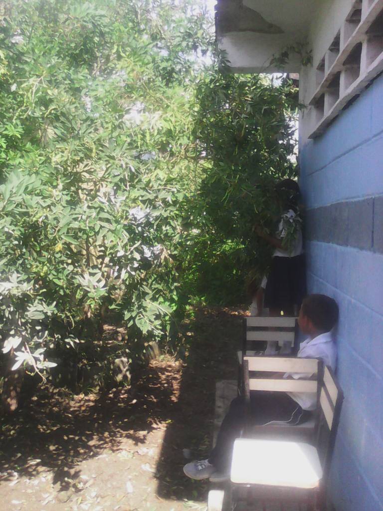 e_maribeli's tweet photo. Recolección de Quinchoncho del Proyecto Socio Productivo que finalizo en julio. E.E.Sabaneta @salasimonplanas @Rafaelsimonchac @Fundabit_Lara1 @NANCYADILE https://t.co/MSLaSnqs46