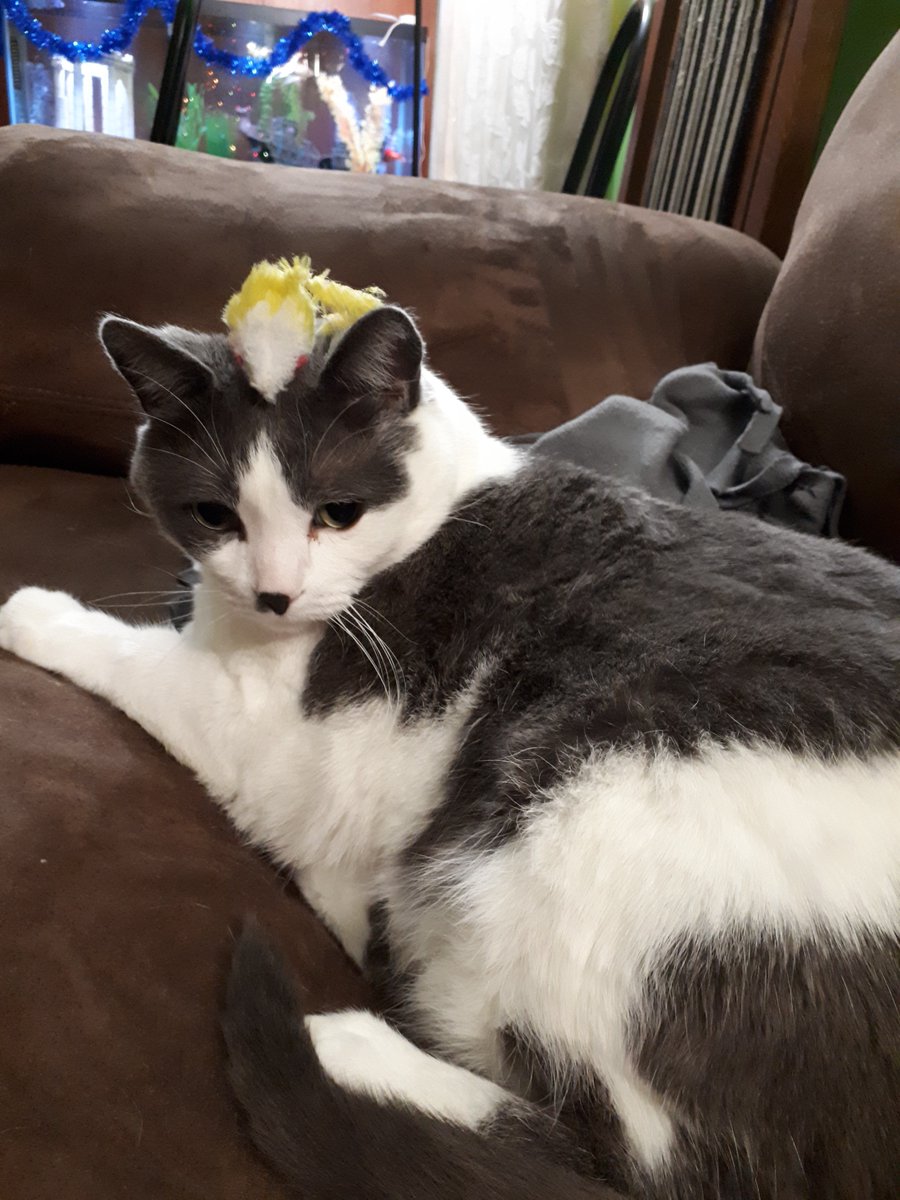 Cronk_kitteh's tweet image. I've misplaced my mouse! Have you seen it? It's yellow and white and covered in my saliva. 
#catworldproblems #catsoftwitter #catlife #wheresthatconfoundedmouse #cronkkitteh #happiestcatinthewholewideworld