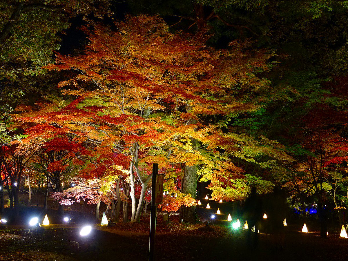 紅葉見ナイト 紅葉見ナイト