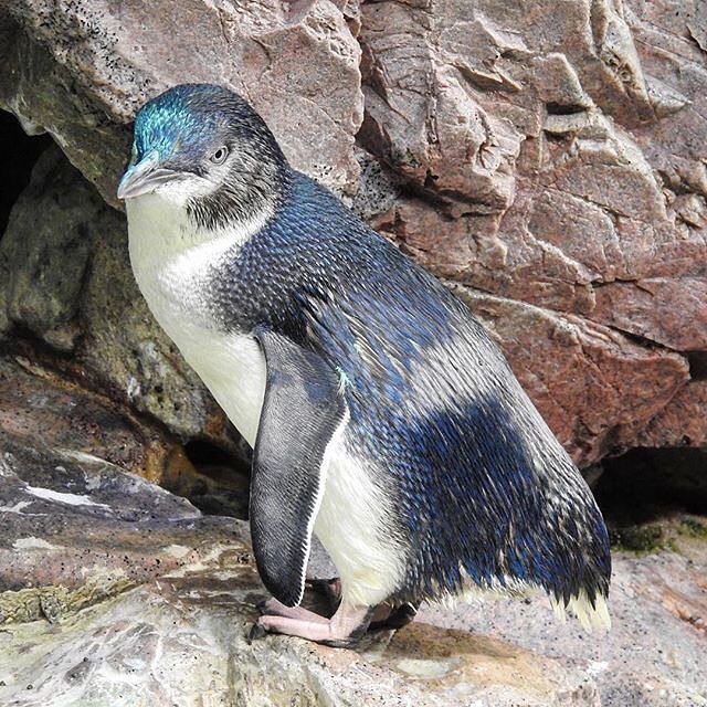 NEAQ's tweet photo. DYK: Little blue penguins are the world's smallest species of penguin? In their native Australia they are known as fairy penguins.
___________________________________
#VisitorPicture by 📷: @antlischio #regram #igersboston #birding #boston #massachus… https://t.co/lbm8eHi5KD https://t.co/Y9vVHTMSN7