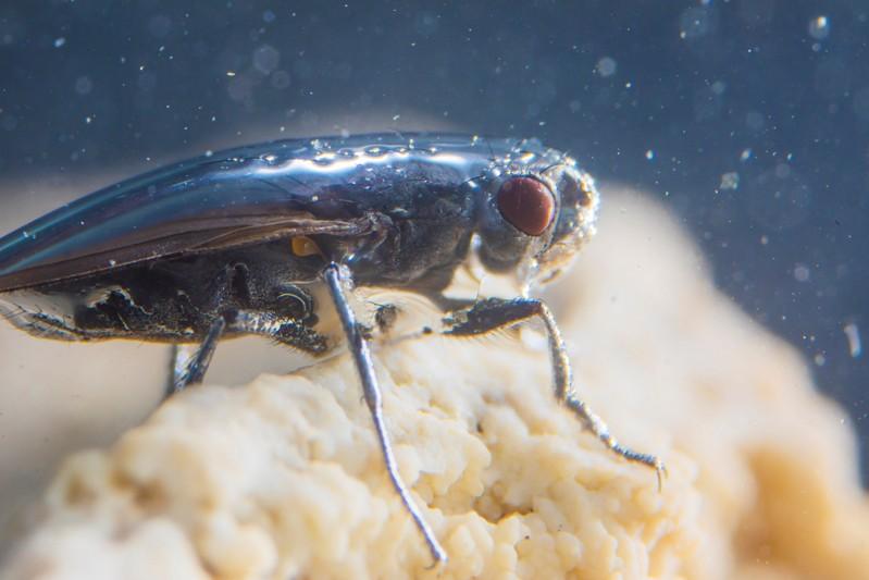Reuters's tweet photo. Scientists solve the mystery of America's scuba-diving fly https://t.co/aakBn0At2o https://t.co/yxXC9L8eLi