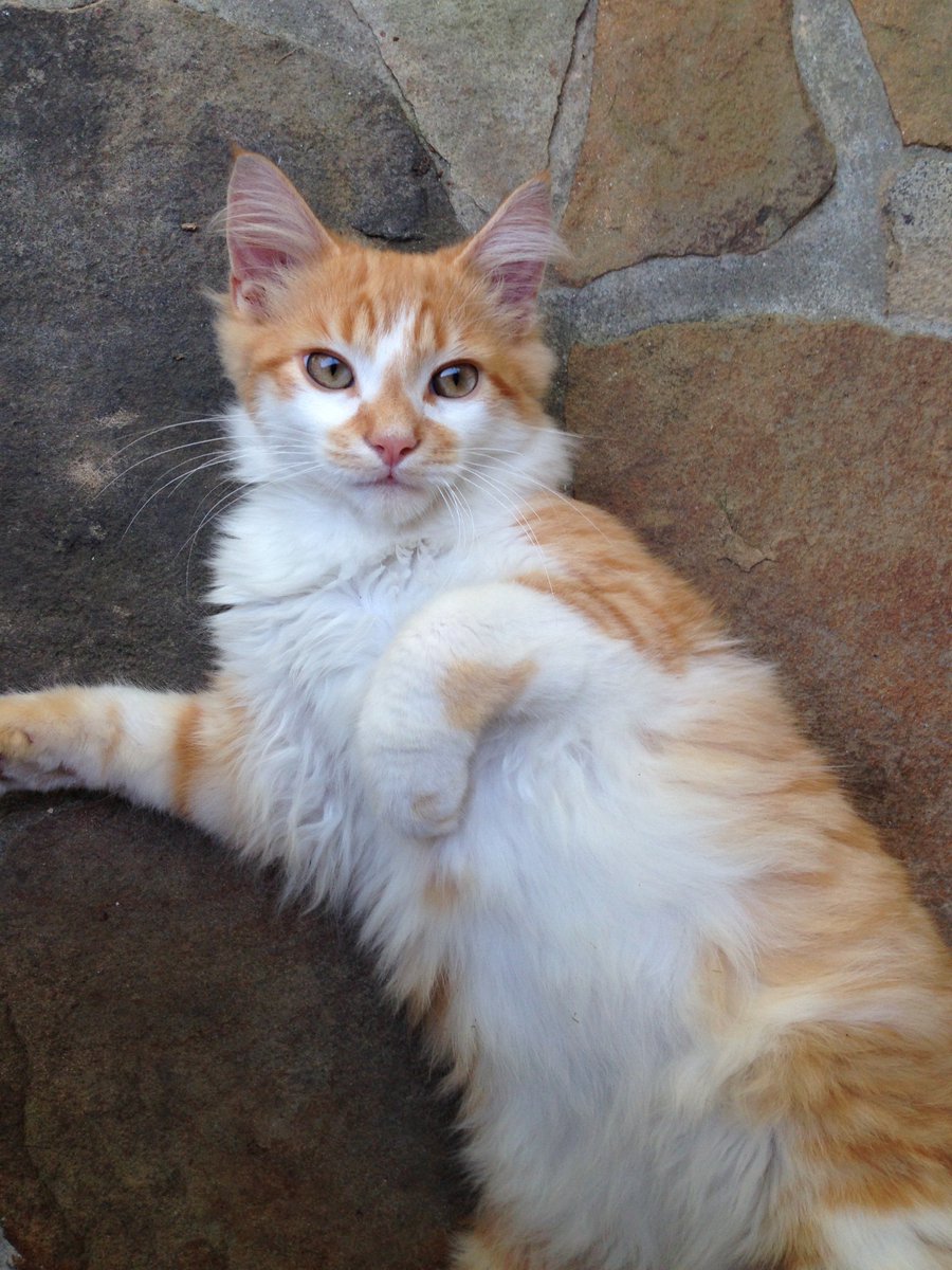 senorkittypeach's tweet photo. Look how cute I was a baby! 😻😻#babyPeach #Meow #NoGravyNoPeace https://t.co/cuCGohpSpQ