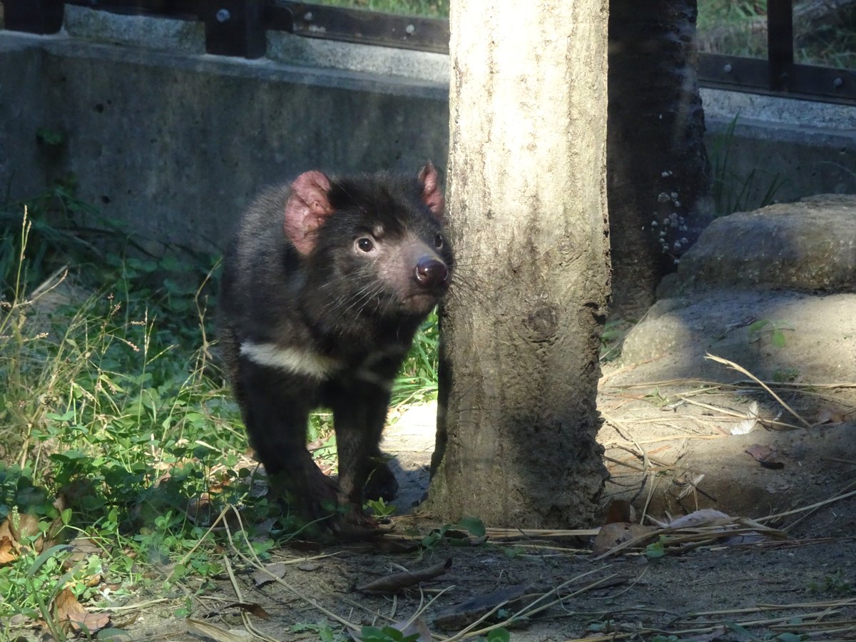 多摩動物公園 公式 多摩動物公園 開園しています 今日は いい天気ですが 寒いです タスマニアデビルたち 元気に歩き回っています 調