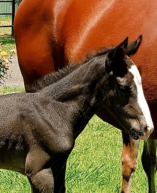SuccessStud's tweet photo. So proud to announce arrival of Bettors Delight colt from multi gr1 winner Libertybelle Midfrew nz
@WoodlandsStudNZ @PGWstandardbred @HRNSW_Harness @natr77 https://t.co/wYPVFpa5qJ
