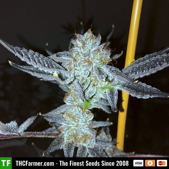 thcfarmer_forum's tweet photo. In stock today #BubbaCookies from #DivineGenetics πΏ
This modern hybrid that combines the legendary Bubba Kush and Girl Scout Cookies strains. Bubba Cookies phenos are stocky, heavily branched specimens,that grow with excellent vigor. Strong branches⦠https://t.co/GKaInWNr6Y https://t.co/OAXYQRdQnl