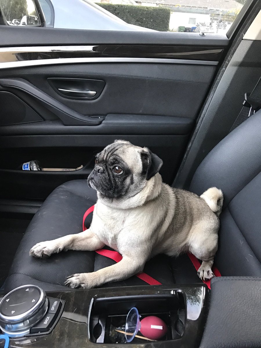 Male Pug found on Maxwellton Rd. Studio City. silver triangle) no chip , contact info: Please message me.