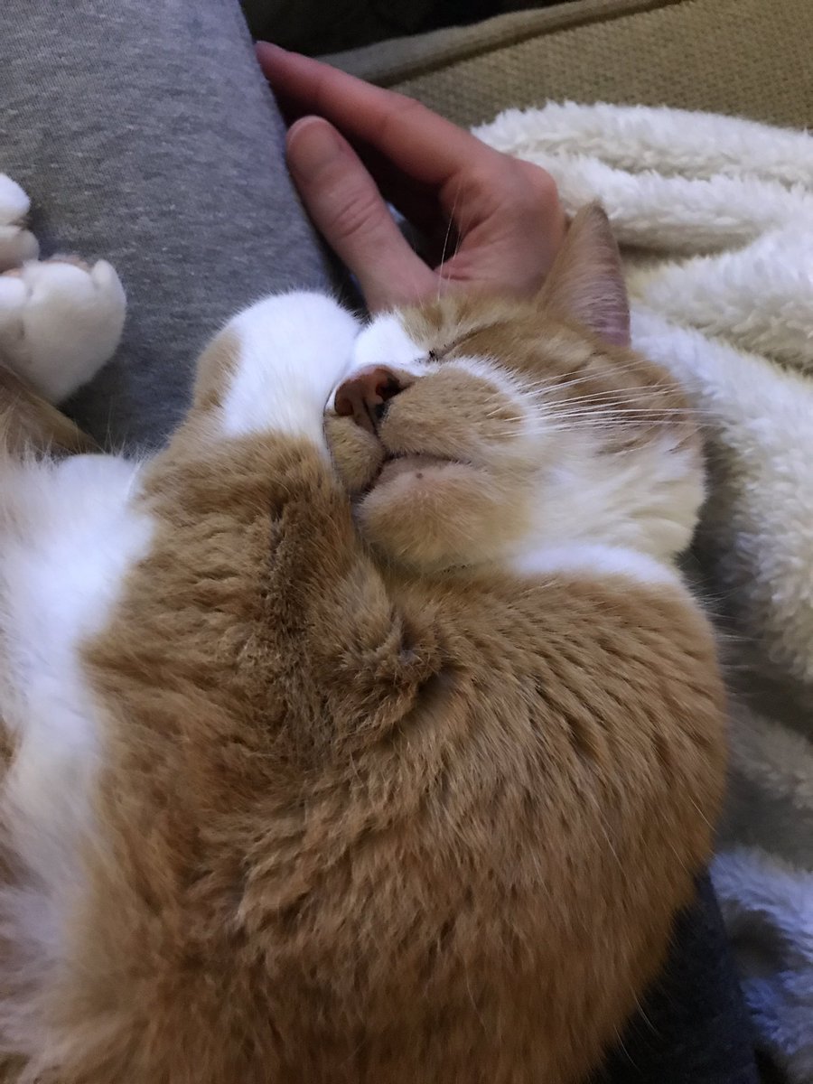 LuckyGoldenCat's tweet photo. #cutenessoverload #tinypaws https://t.co/ykS8GXLWPo