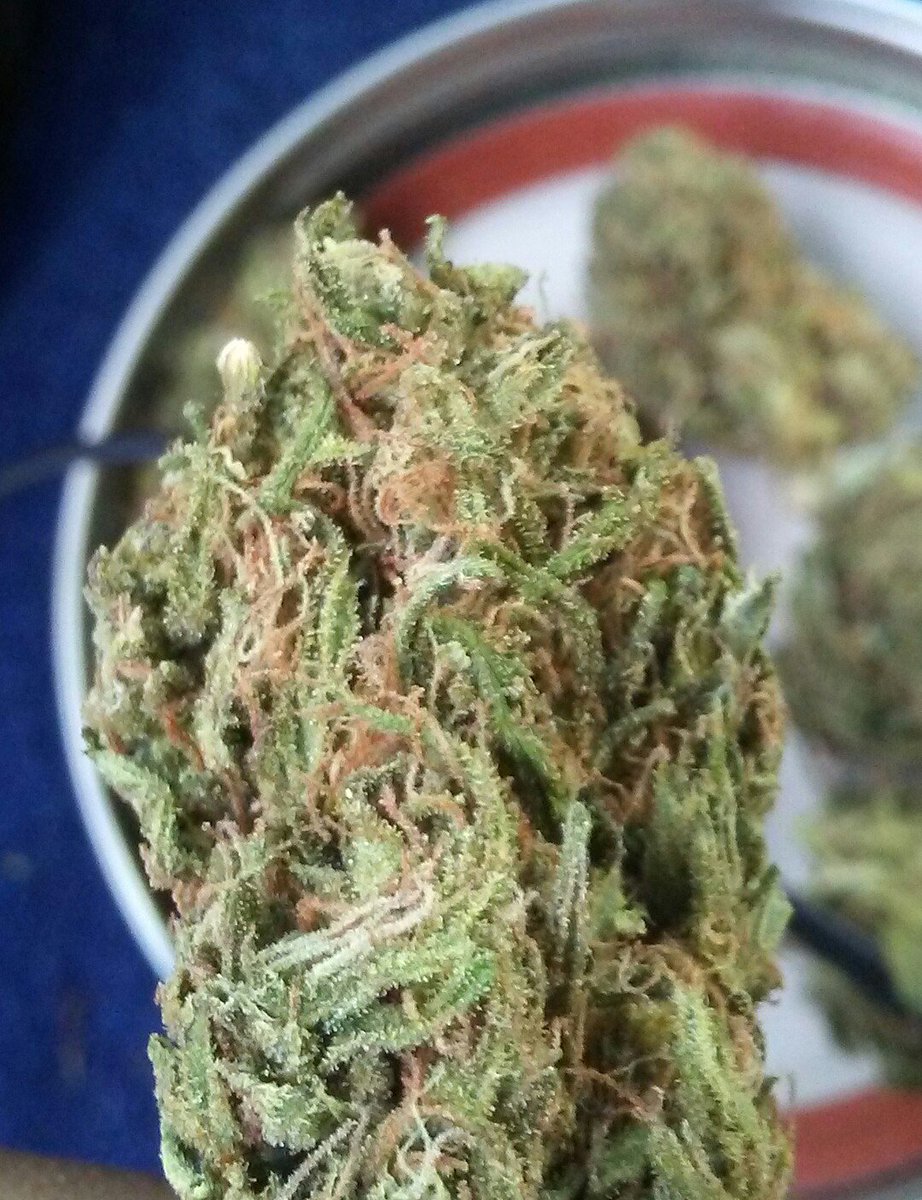 RealestGreens's tweet photo. OG Kush https://t.co/19WJEyg1GW