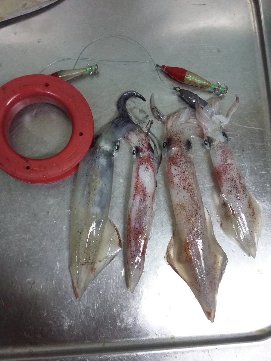 FandyKarsa's tweet photo. Squid 😁 https://t.co/2VBowcQEIe