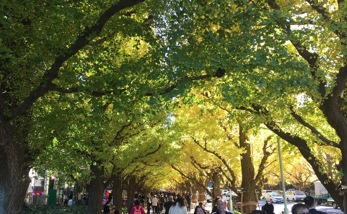 karamelfru's tweet photo. 美しい秋の日。Beautiful day in Tokyo. #GinkoTrees #Aoyama #いちょう祭り https://t.co/jfdQv7935u