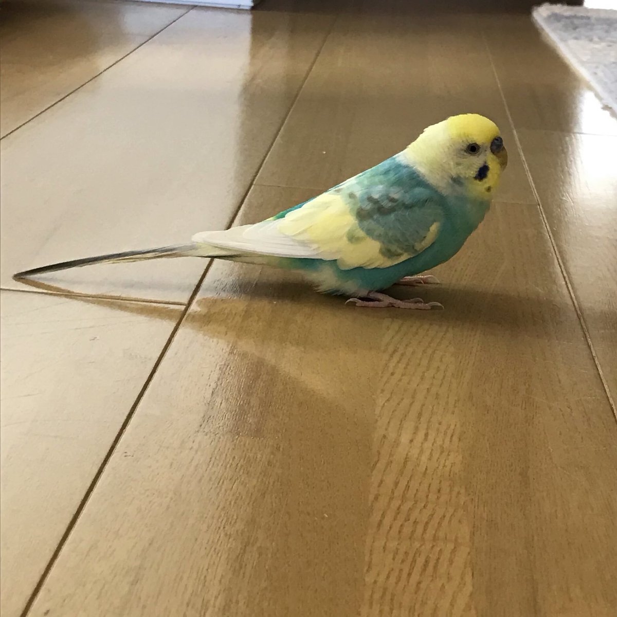 ralkh116's tweet photo. 🔴 #目撃情報求
#迷い鳥 捜しています📣
🌷テルちゃん🌷
🐥 #セキセイインコ
🔹淡黄×エメラルド
🔹灰色模様入り

📬 #大阪府 
#茨木市 ⇉ #迷子

💎飼主様@teruteru27__ 

🆘 #保護 又は似たコを
見かけませんか❔

#インコ
#lostbird

https://t.co/xGoJHFvDlO