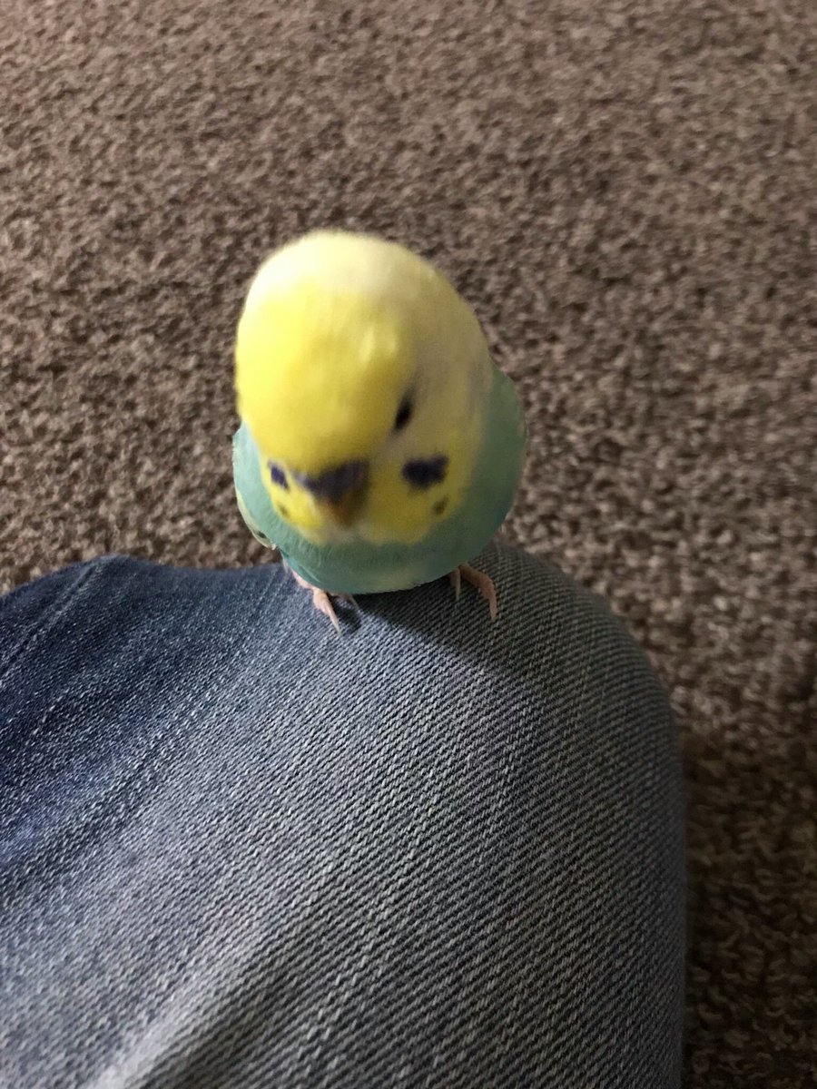 ralkh116's tweet photo. 🔴 #目撃情報求
#迷い鳥 捜しています📣
🌷テルちゃん🌷
🐥 #セキセイインコ
🔹淡黄×エメラルド
🔹灰色模様入り

📬 #大阪府 
#茨木市 ⇉ #迷子

💎飼主様@teruteru27__ 

🆘 #保護 又は似たコを
見かけませんか❔

#インコ
#lostbird

https://t.co/xGoJHFvDlO