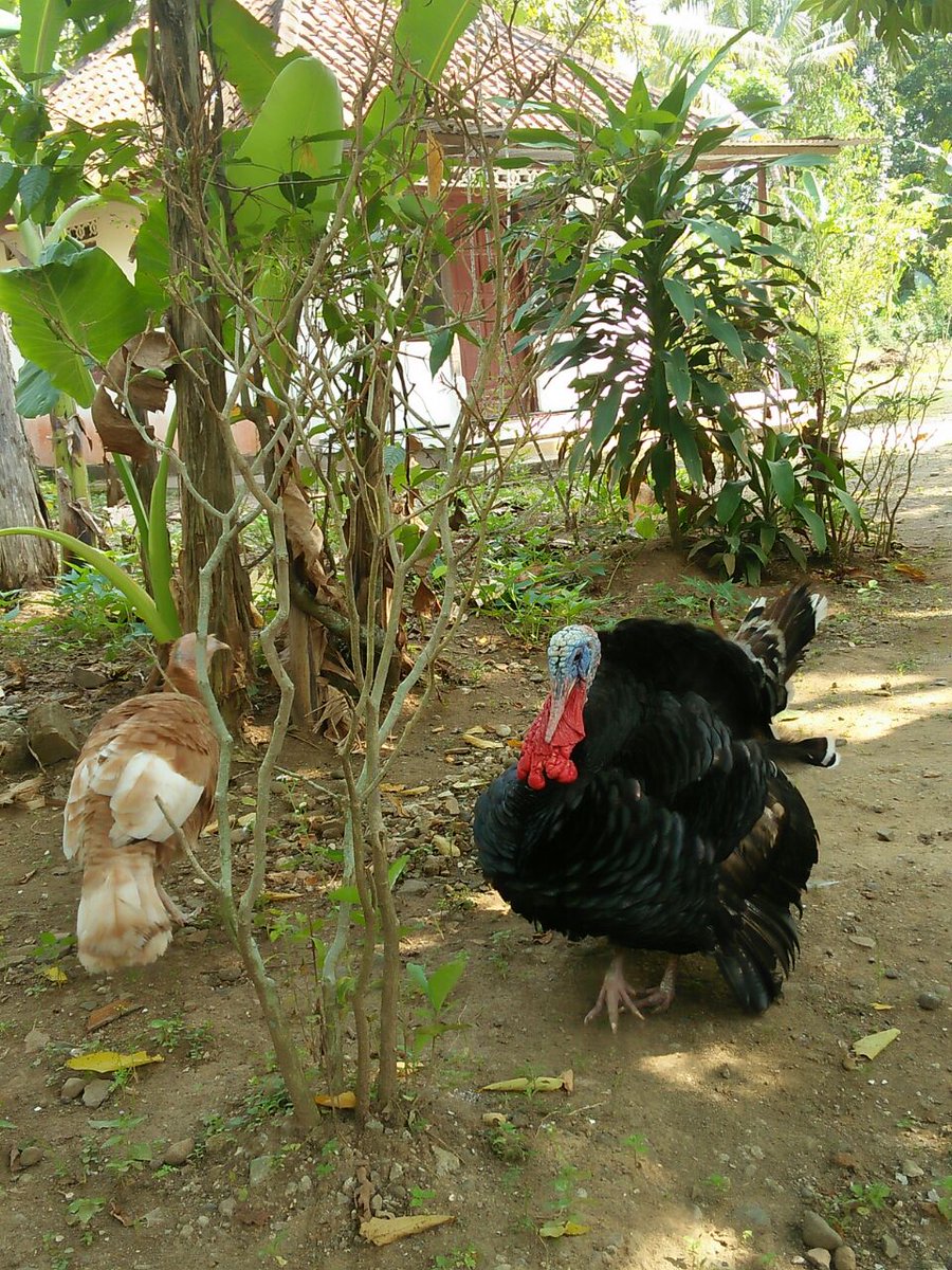 FandyKarsa's tweet photo. Turkey 😁 https://t.co/Vo2Jh1e56y