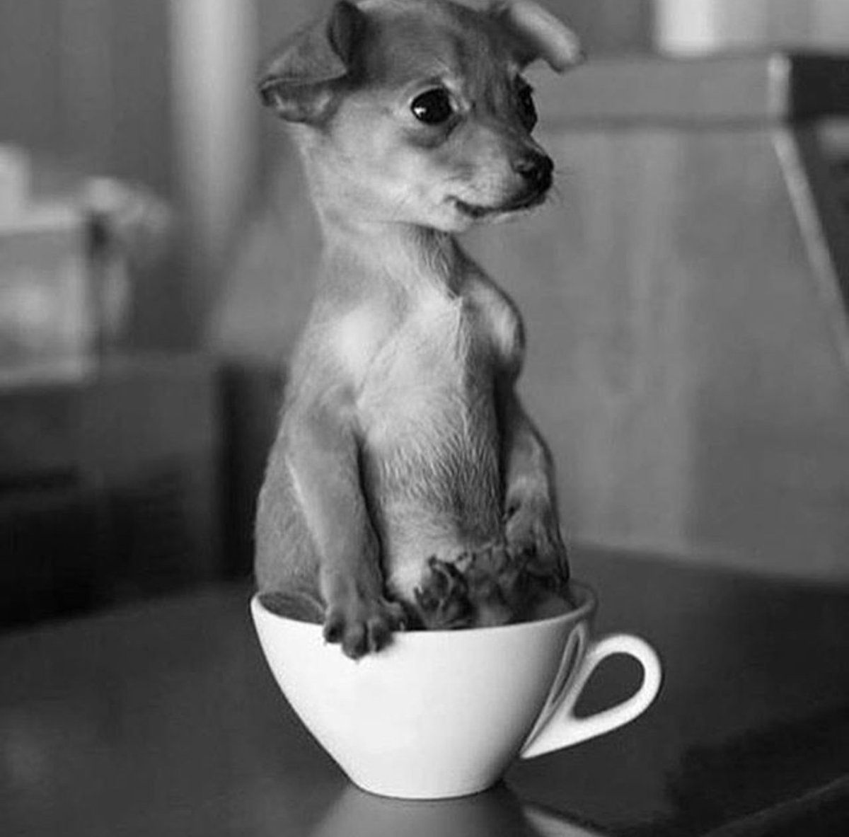 DonCorleoneLaws's tweet photo. Que nada nos robe esa pequeña ilusión con la que esperamos las cosas, por sencillas que sean. Ducha, colonia fresca, camisa limpia, sonrisa y café... Buongiorno. https://t.co/g5KH5Skjvc