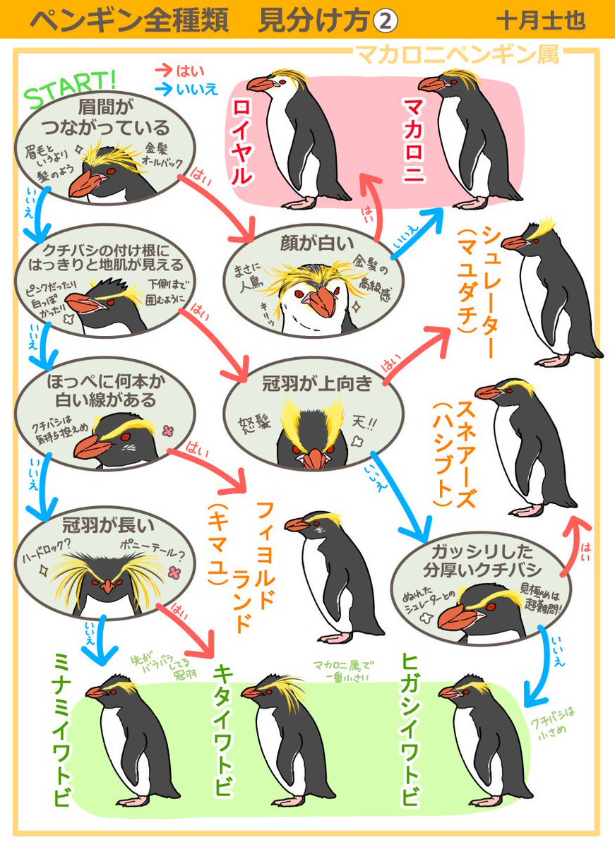 椎名くんの鳥獣 とりけも 百科 公式 Pa Twitter 椎名くんの鳥獣 とりけも 百科 全10巻完結記念 ペンギン 全種類の見分け方フローチャート 最後は フンボルトペンギン属です とりけもで一番活躍したのはこちらのケープペンギン ペンギンがきっかけで読んで