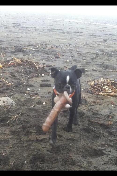 JohnDonoghue64's tweet photo. What’s that you’ve found there? Good boy, fetch it over...Is it a stick...aagh, good grief! No, leave it, stop following me with that thing! https://t.co/fFZqYxw5wi