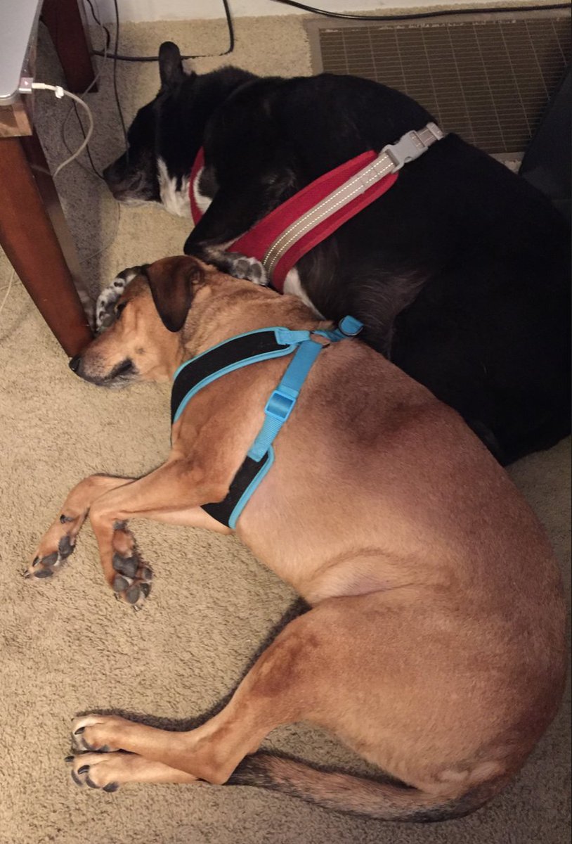 troyrobert967's tweet photo. Hey @KidCuni I wonder if this happened to all of our listeners for the #GoB1G #B1GMBBall preview show. These dogs had enough of the #oldman after an hour LMAO https://t.co/IkKqKBWlwv https://t.co/zhIYhiLu6X