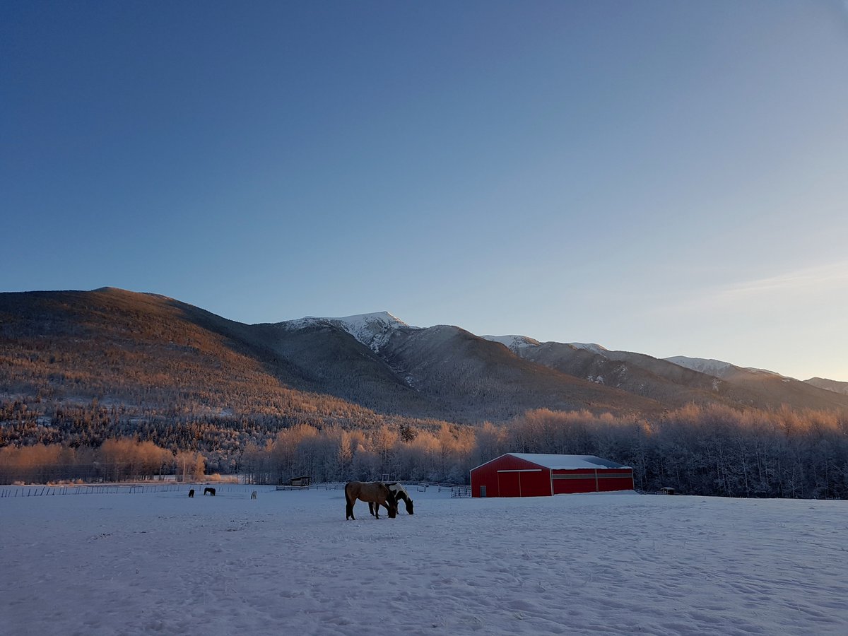 fsranch's tweet photo. What a glorious day it was today! #fallingstarranch #dunsterbc #mcbridebc #valemountbc #robsonvalley #canada #horses #rockymountains #cariboomountains #frostymorning #winterday #ranchlife #farmlife https://t.co/sTq7bDGlKa