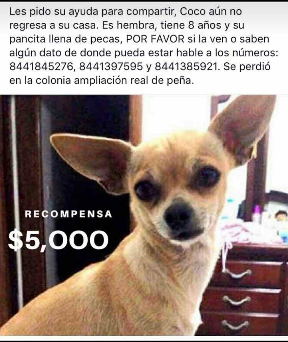 YessicaDeAvila's tweet photo. Estoy escribiendo mi cartita a Santa y lo primero que voy a pedirle es que #Coco regrese a casa #BuscandoACoco #ComeBackCoco #Saltillo https://t.co/YilL7u0UHu
