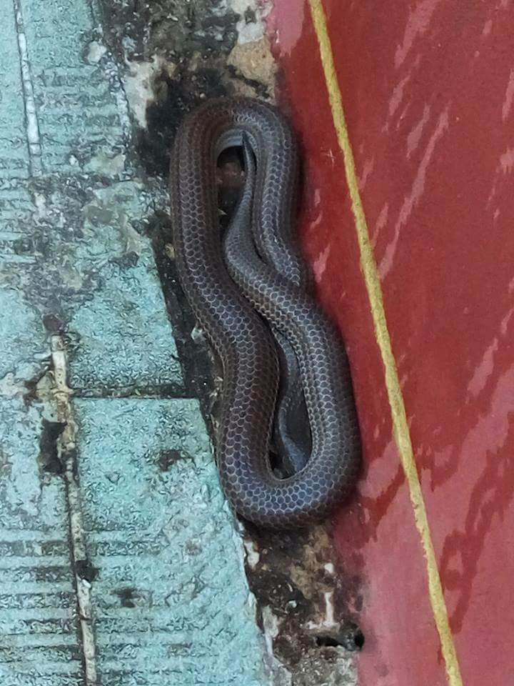 Discovered  in MYANMAR.