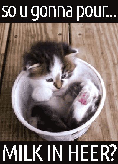 Cute Cat!, cute , cat , kitten , kitty , milk , cup - GIF animado