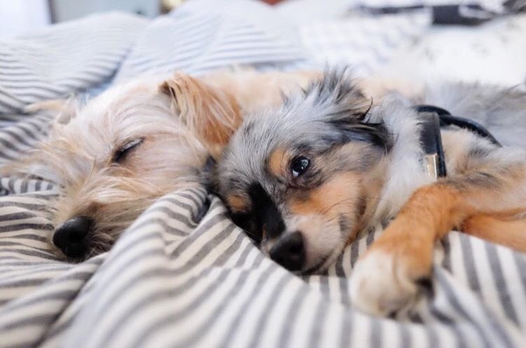 Here's to hoping your cuddle buddy is even half as cute as <a href="/lifewithleroy/">Leroy Milo Brown</a>