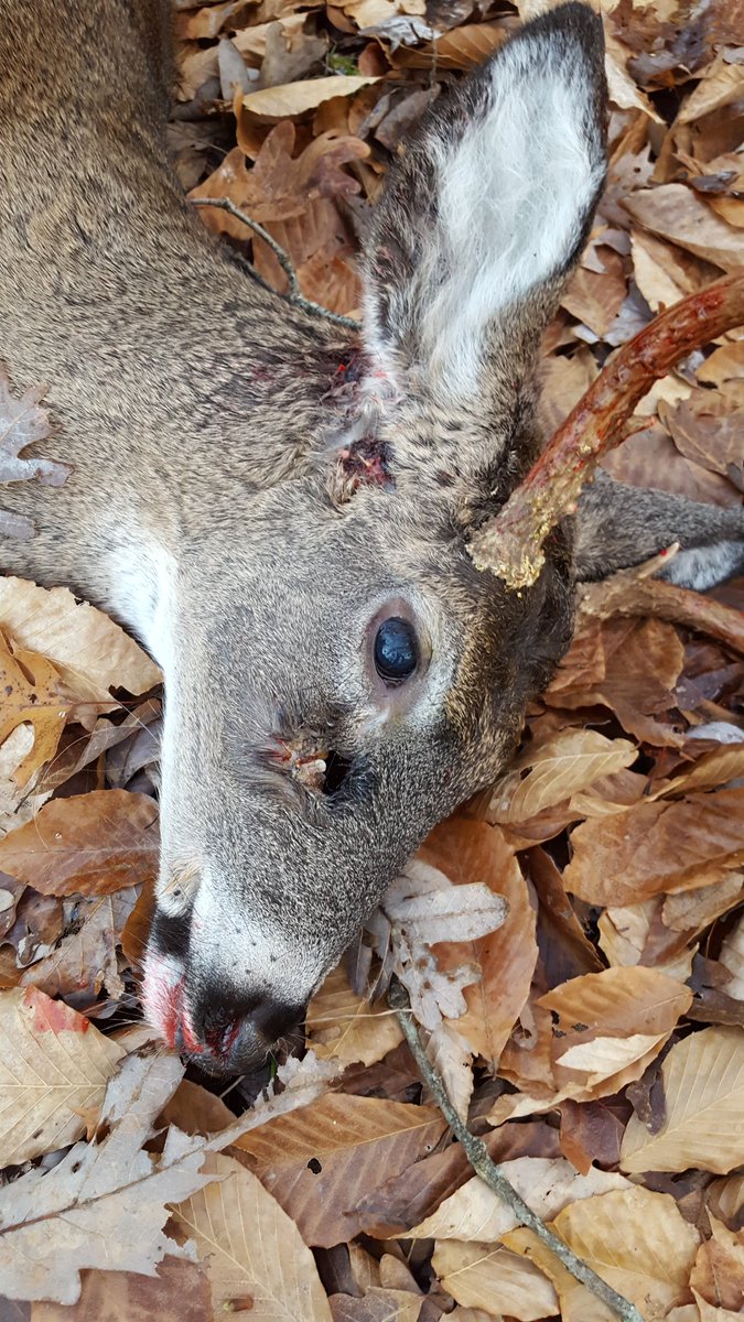 Kenpo2015's tweet photo. Normally I would have let this guy walk but there was steam coming out of the side of his head when he breathed. Old wound probaly poacher. Breaks my heart as a hunter and a human. WV opening day. Be safe everyone. https://t.co/0K0zRjVtD2