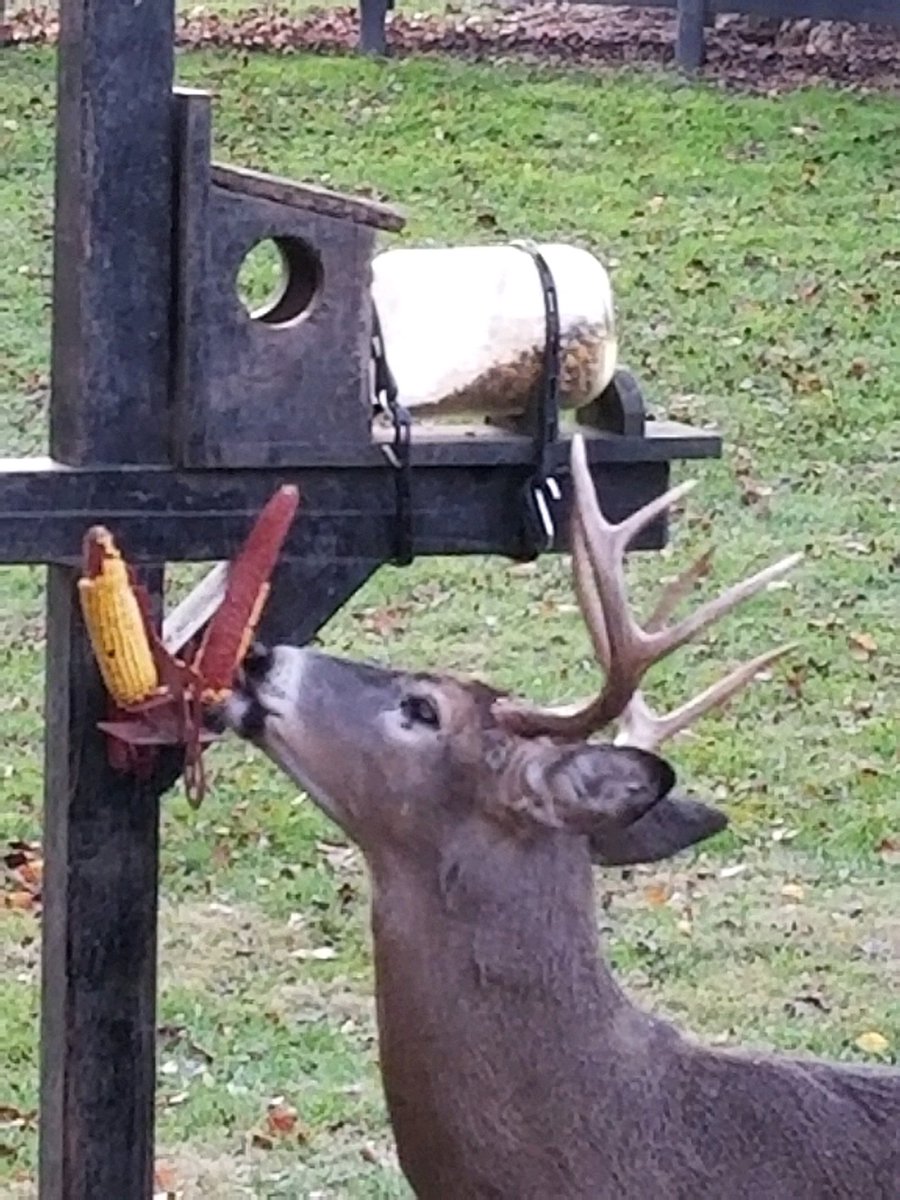 TiggerTande's tweet photo. This guy k owns where to be this season... Inside the city limits https://t.co/Mb4PAxBd99