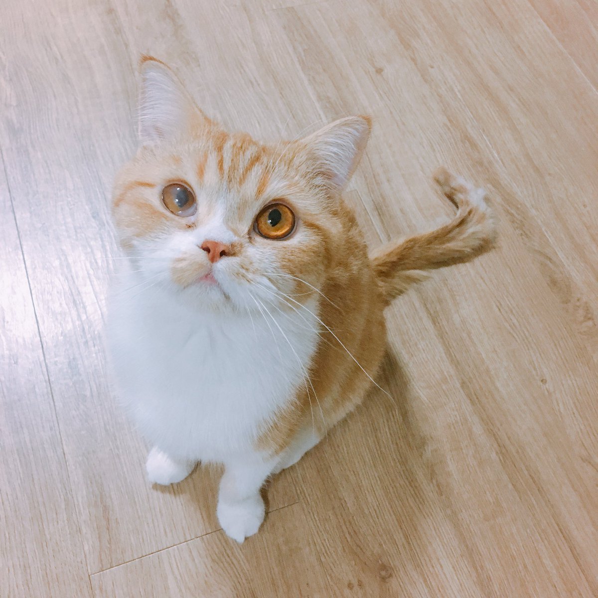 joongoo_cat's tweet photo. 간식귀신 https://t.co/DhXBbiP4Ms