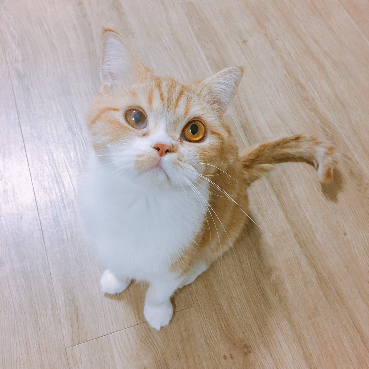 joongoo_cat's tweet photo. 간식귀신 https://t.co/DhXBbiP4Ms