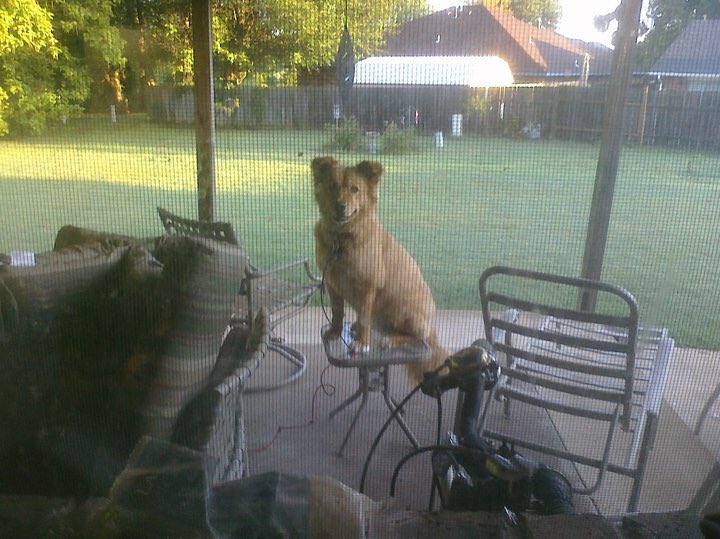 barks4bacon's tweet photo. Ode to Queen Gigi: Thanks to my sister for walking with me. You shared your back yard, and shared your food too! I’ll remember you, please remember me. Someday we will run in the golden fields together, until then, say hi to Duke for me! @anncarol53 https://t.co/RUI1vYb4Xy