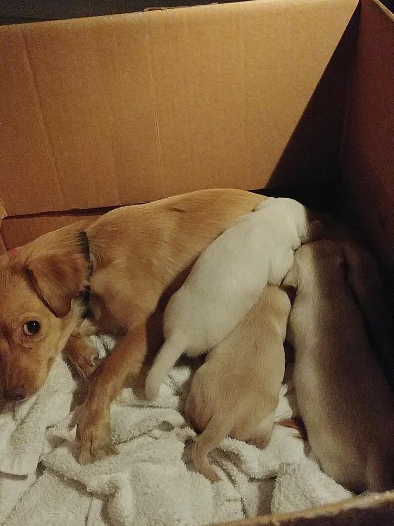 Just rescued a mom and three babies from a bad home.