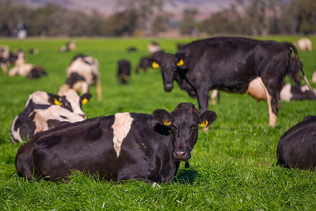 DAFFgov's tweet photo. Commodity 3: #Milk – we have 1.7 million dairy cows on 6102 dairy farms that produce 9.5 billion litres of milk with a farmgate value of $4.3 billion. We export about 34% of our annual milk production | #agday #ausag https://t.co/a0Ji5NzKOZ