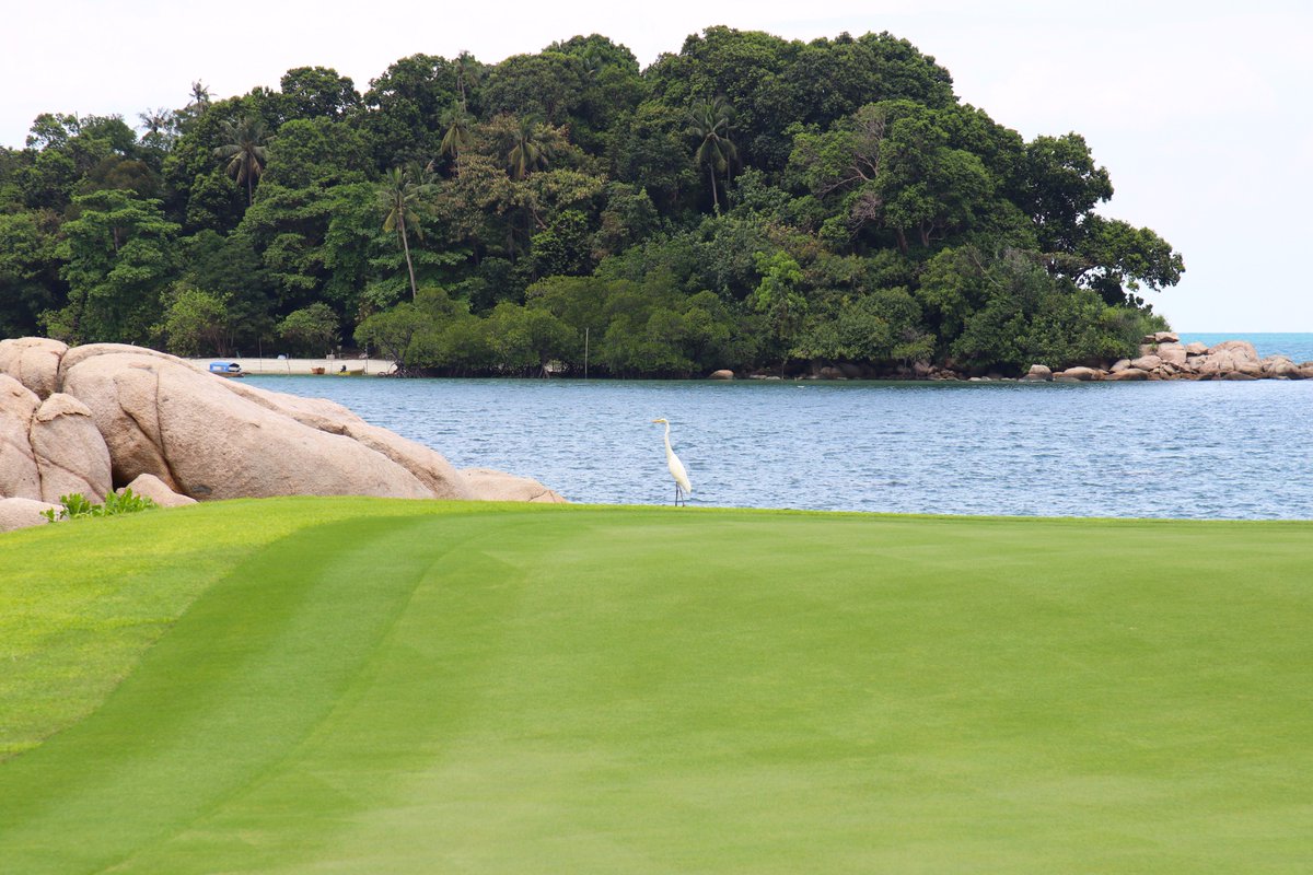 LagunaGolfBIN's tweet photo. Our new green keeper at Hole 16.
#nature #wildlife #oceanfrontcourse #golfinindonesia https://t.co/O9z7F17RrT